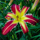 Heavenly Feel The Thunder Daylily